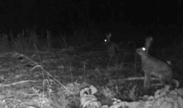 Bolu'da yaban hayatı fotokapanlara yansıdı