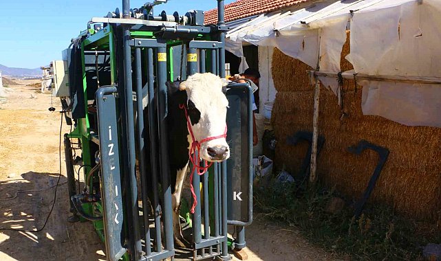 Büyükbaş hayvanların tırnak bakımı Büyükşehir'den