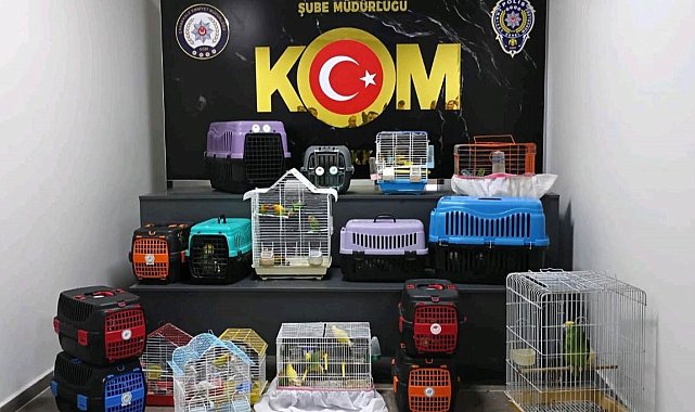 Çanakkale'de papağan operasyonu: 63 papağana el konuldu