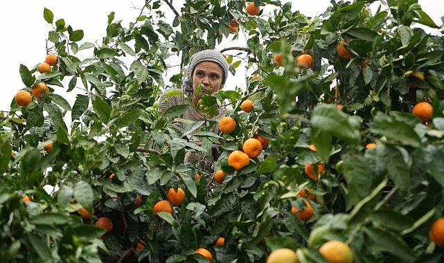 Coğrafi işaretli Havran mandalinasında hasat başladı