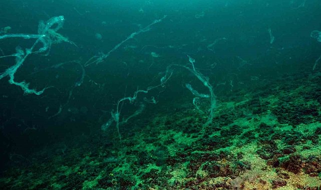 Denizcilik Fakültesi Öğretim Üyesi Prof. Dr. Mustafa Sarı, Marmara Denizi'inde müsilajın nedenlerini, nasıl mücadele edilmesi gerektiğini anlattı
