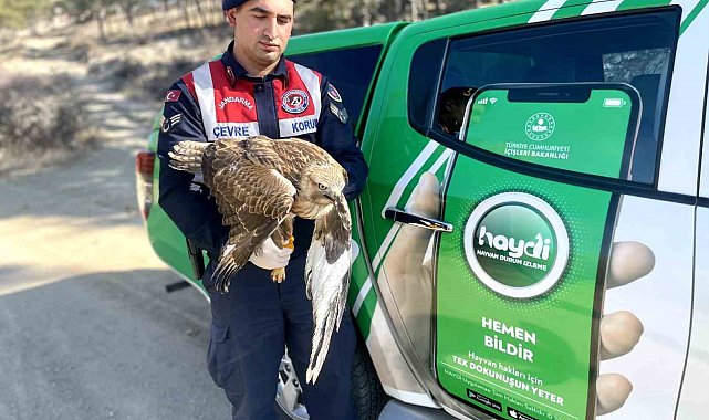 Devriye atan jandarma yaralı kızıl şahin buldu