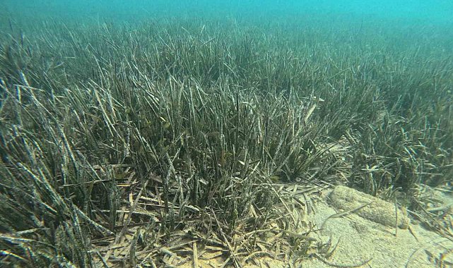 Doğu Akdeniz'de deniz çayırlarının son kalesi: Aydıncık
