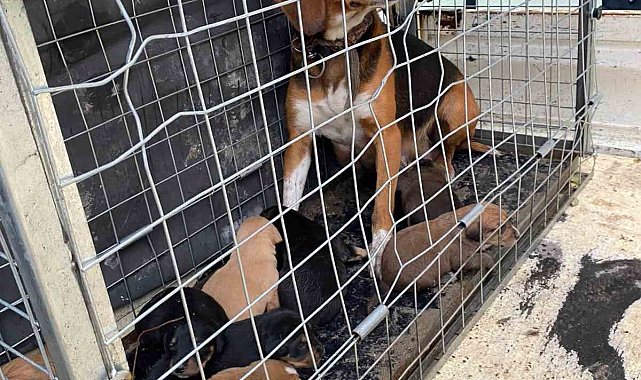 Domaniç'te 4 kişiye saldıran köpek ve yavruları barınağa götürüldü