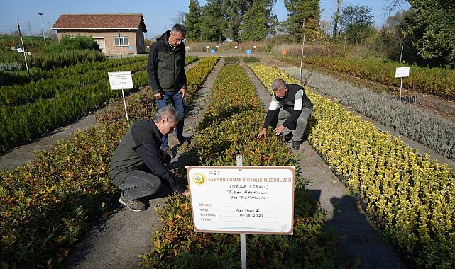 Dünyanın en pahalı mantarının fidanları Samsun&#039;da üretiliyor