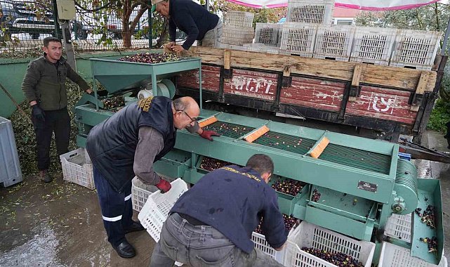 Edremit Körfezi&#039;ndeki zeytin işletmelerinde elek mesaisi başladı