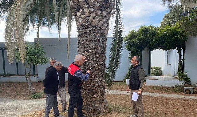 Edremit'te kırmızı palmiye böceği alarmı