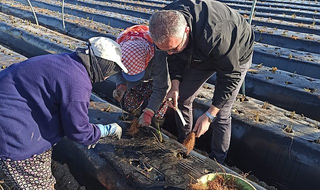 Efeler'de kış çilekleri toprakla buluştu