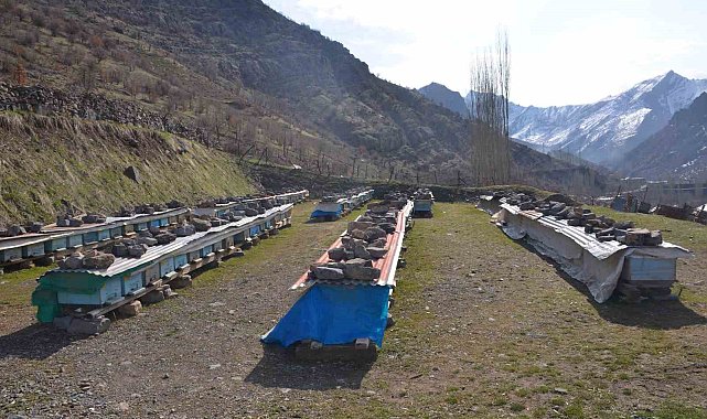 Erzincan'da arıların "tatlı uykusu" başladı