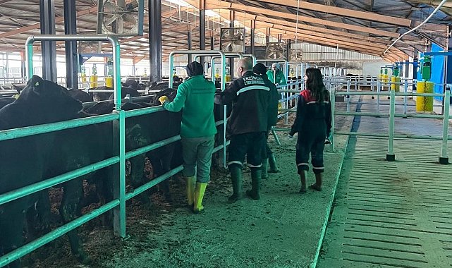 Erzincan&#039;da Şap Aşılama Kampanyası 7 Aralık&#039;a uzatıldı