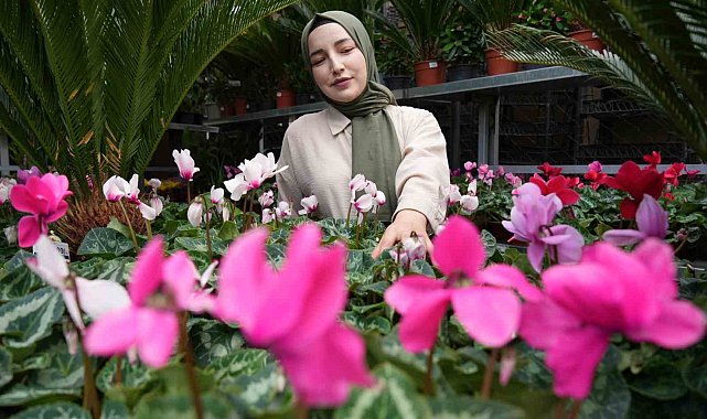 Kasım ayında en çok tercih edilen çiçekler kasımpatı ve sıklamen oluyor