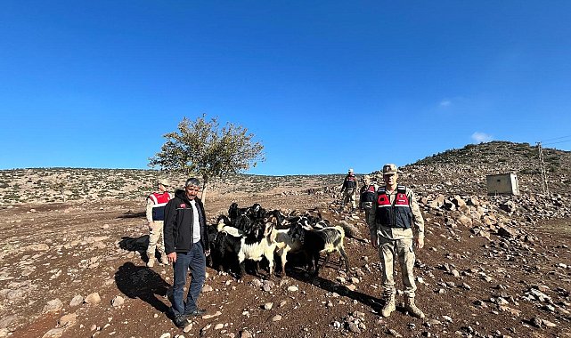 Kaybolan 28 adet küçükbaşı jandarma buldu