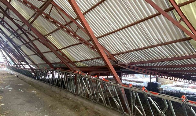Kayseri'de karın ağırlığına dayanamayan ahırın çatısı çöktü: 17 hayvan telef oldu