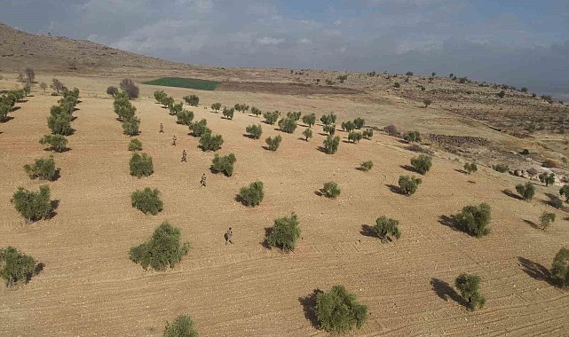 Kilis'te zeytin bahçeleri jandarmaya emanet