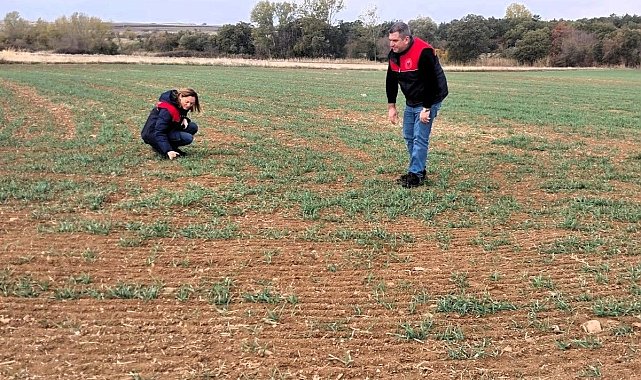 Kırklareli'nde buğday ve kanola gelişimi inceleniyor