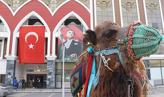 Koçarlı'da deve güreşi hazırlıkları tamamlandı