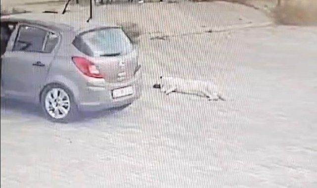 Köpeği çiğneyen sürücü serbest kaldı