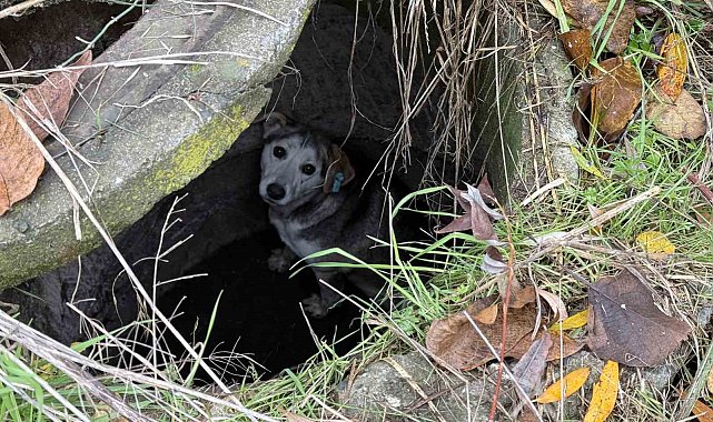 Kuyuya düşerek mahsur kalan sokak köpeğinin yardımına itfaiye koştu