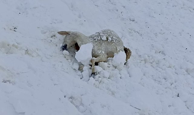 Malatya'da yaklaşık 100 küçükbaş donarak hayvan telef oldu
