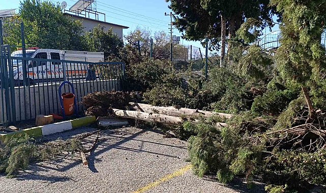 Manavgat'da şiddetli fırtına ve rüzgar ağaçları yıktı, okula zarar verdi