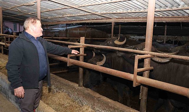 Metin: "1980'lerde manda sayısı yaklaşık 1 milyondu"