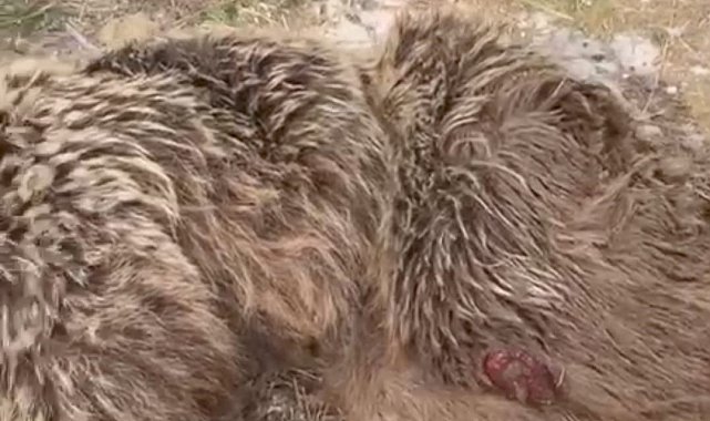 Muş'ta yaralı ayı tedavi altına alındı