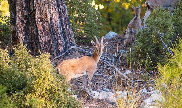 Nesli tükenme tehlikesindeki yaban keçileri, Isparta'nın sarp kayalıklarında görüntülendi