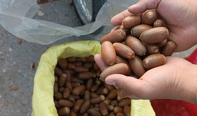 Siirt'te kestane yerine "meşe palamudu" tezgahta yer aldı