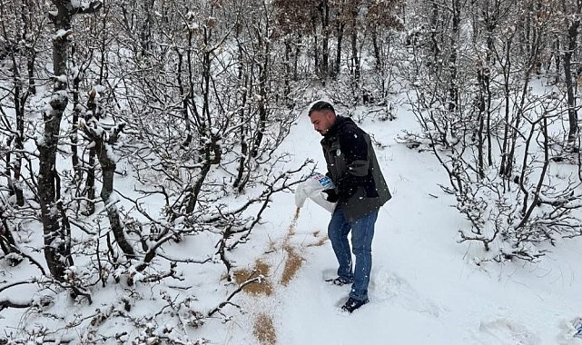 Siirt'te yaban hayvanları için doğaya yem bırakıldı