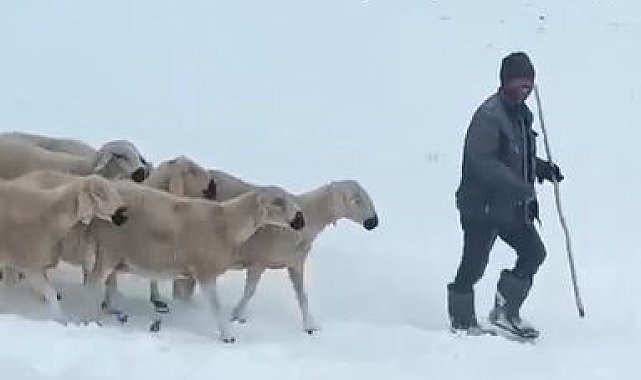 Sivas'ta mahsur kalan 4 çoban ve bin koyunun kurtarılma anı kamerada