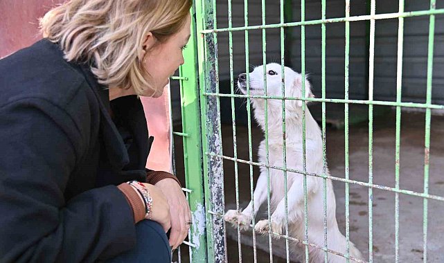Sokak hayvanları için iş birliği