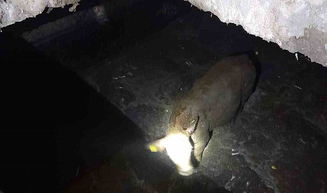 Suluova'da gübre çukuruna düşen ineği belediye ekipleri kurtardı