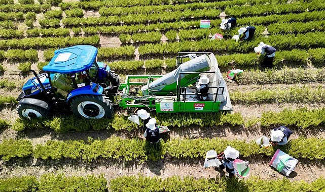 TABİP'te 2024 üretim sezonu tamamlandı