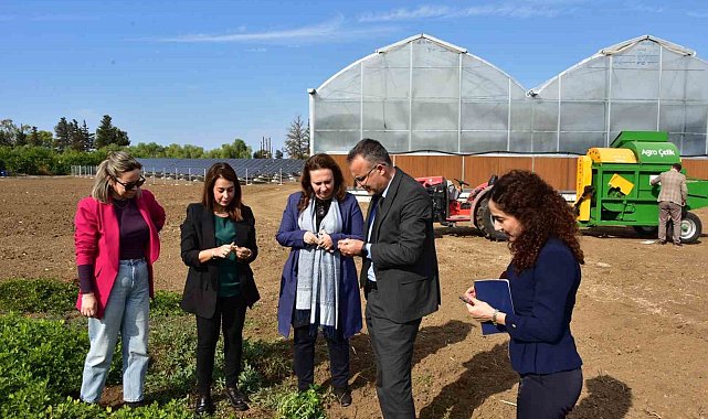 TİKA&#039;dan KKTC&#039;de yer fıstığı üretiminin canlandırılmasına destek