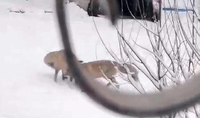 Tilkiler ilçe merkezine indi