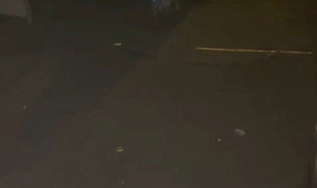 Tilkiler mahalleyi mesken tuttu