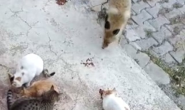 Tunceli'de bir tilki, kedilerin mamalarına ortak oluyor