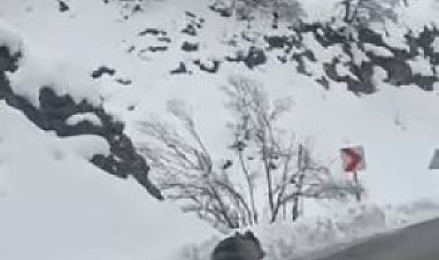 Tunceli&#039;ye kış erken geldi, ayılar uyumayı unuttu