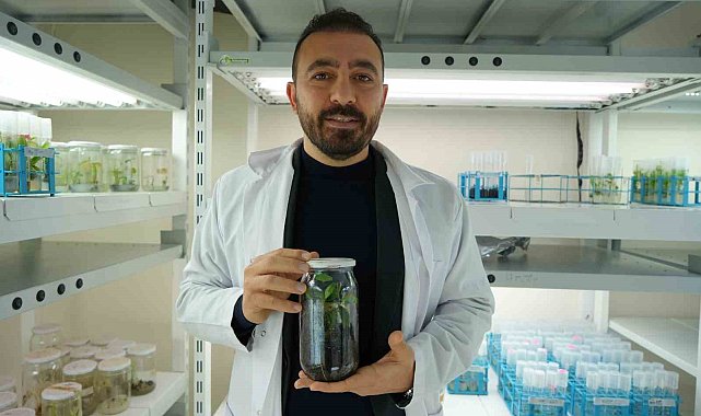 Türkiye'nin ilk yerli ve milli klonal kestane anaçları geliyor