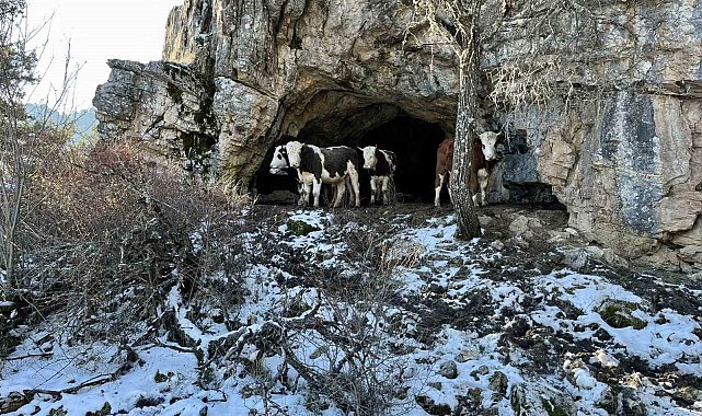 Üniversiteli çobanı ağlatan yıkım