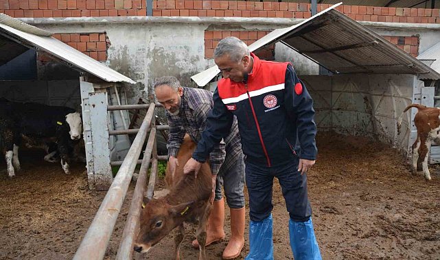 'Jersey' projesiyle süt üretimi ve hayvansal üretimden elde edilen gelir arttı
