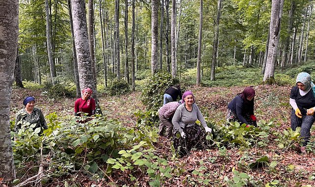 Akçakoca'da ormanda gençleştirme yapıldı