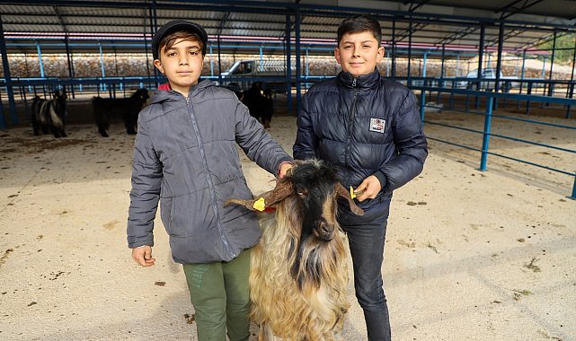 Alanya kurban pazarı açıldı