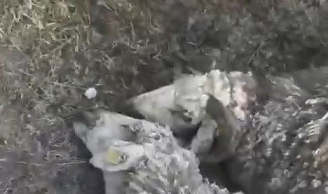 Arpaçay'da kurtlar dehşet saçtı