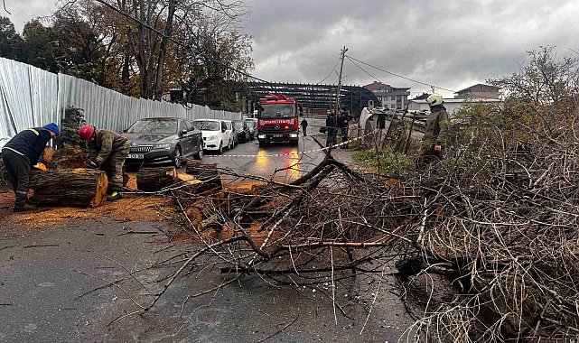 Avcılarda devrilen iğde ağacı elektrik ve internet kablolarına zarar verdi
