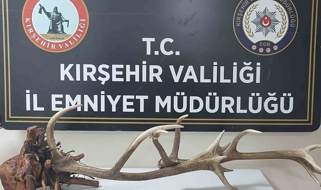 Avlanması yasak kızıl geyik boynuzunu satarken yakalandı