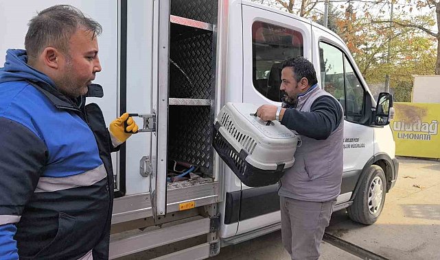 Bacağı kırılan kedi Devlet Hastanesi acile geldi, belediye sahip çıkıp tedaviye aldı