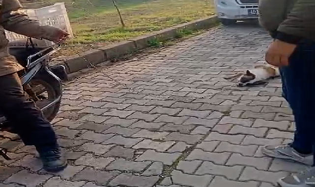 Balıkesir'de köpeği motosiklete bağlayıp sürükleyen kişiye para cezası ve adli soruşturma