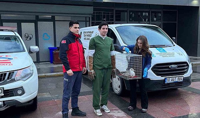 Bandırma'da ağaçta mahsur kalan ayağı kırık martı tedavi altına alındı