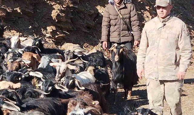 Batman'da kaybolan 130 keçi jandarma tarafından bulunarak sahibine teslim edildi